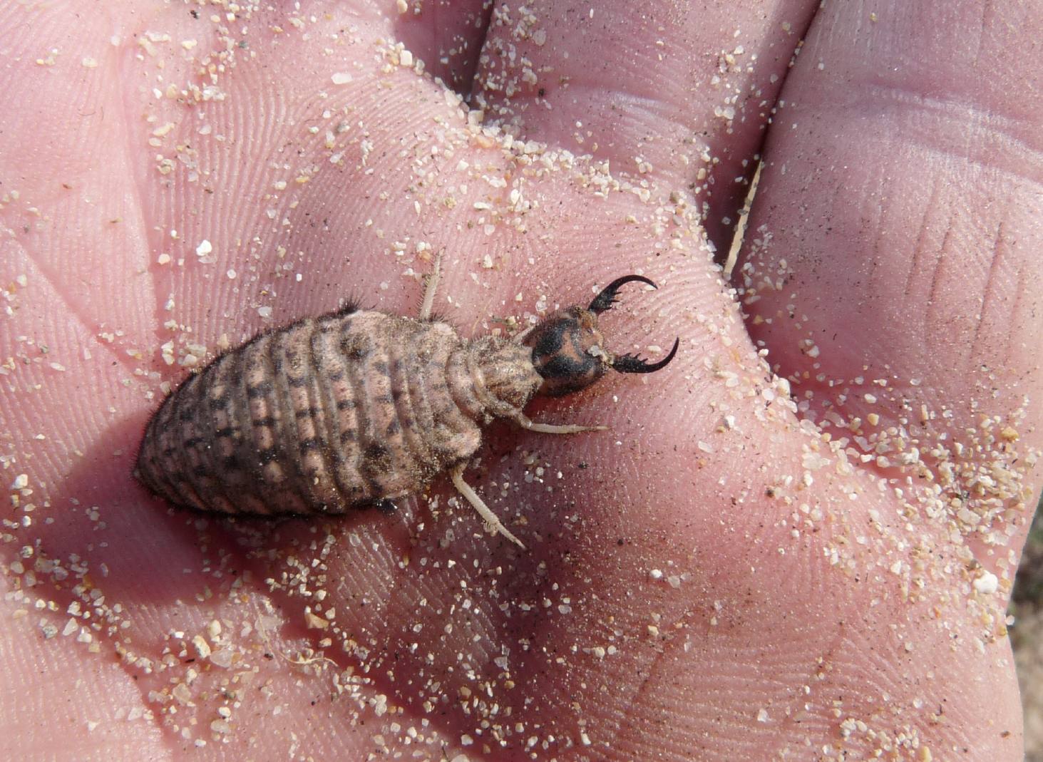 [Acanthaclisis occitanica larva] Tagliole nella sabbia